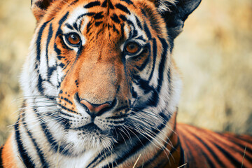 portrait of a tiger