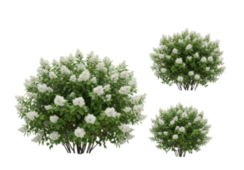 three hyperrealistic, snow-white flowering shrubs (spirea/deutzia) with textured green leaves, detailed and sharp, isolated on a transparent background. concept for botanical visualization