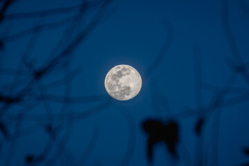 Fototapeta premium Full Moon Shining Through Silhouetted Tree Branches at Night