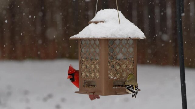 Cardinal and Goldfinch at bird feeder with snow falling