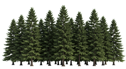 Hyper-realistic, tall row of dense evergreen coniferous trees with dark textured bark and emerald needles, isolated on a transparent studio background with negative space. Concept of resilience and