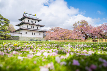 Matsumae Castle, Sakura, Cherry blossoms flower and garden with pink sakura full blooming branch trees at Matsumae Castle, Hakodate city, Hokkaido, Sapporo, Japan © sakarin14