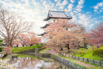 Matsumae Castle, Sakura, Cherry blossoms flower and garden with pink sakura full blooming branch trees at Matsumae Castle, Hakodate city, Hokkaido, Sapporo, Japan © sakarin14