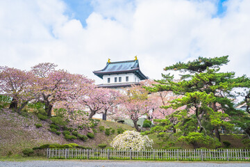 Matsumae Castle, Sakura, Cherry blossoms flower and garden with pink sakura full blooming branch...