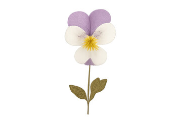 Pansy flower watercolor illustration with purple and white petals, delicate yellow center, and green stem, transparent background