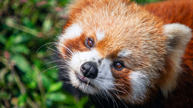 red panda close up