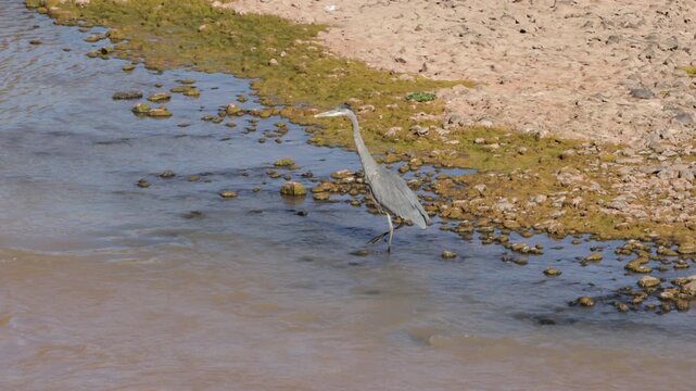 Great Blue Heron walks into the rushing Chama River in northern New Mexico