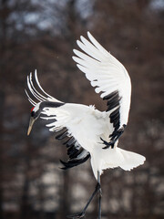 Red-crowned crane