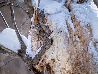 great grey owl 