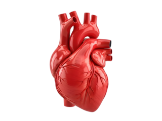 A detailed model of a human heart showcasing its anatomy and intricate structure against a black background