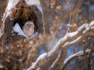 owl in the snow