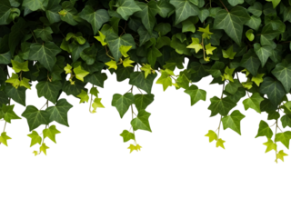 A lush green wall of glossy ivy leaves cascading downward creating a vibrant natural tapestry against a black background