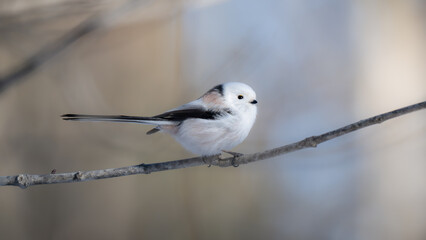 Long-tailed Tit © motoshi.0123