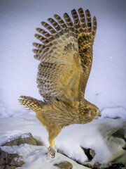 Blakiston's fish owl