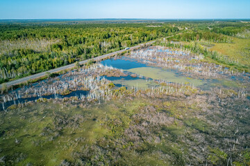 Waterlogged landscape showing dead trees and lush vegetation in an affected area experiencing severe flooding issues