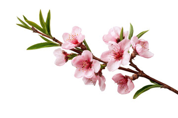 Delicate pink peach blossoms and green leaves on a dark background flower petal