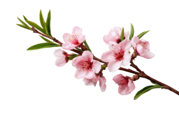 Delicate pink peach blossoms and green leaves on a dark background flower petal