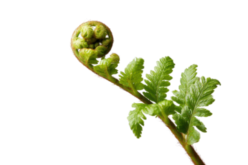 Unfurling green fern frond with intricate spiral against black background image
