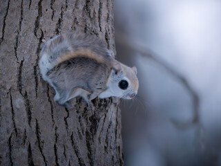 close up of a squirrel