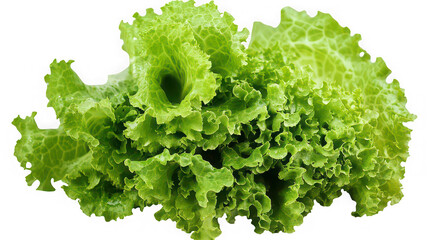 Vibrant green curly leaf lettuce showcasing fresh texture and intricate ruffled edges isolated against a stark black background for commercial design use
