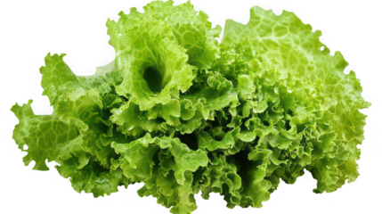 Vibrant green curly leaf lettuce showcasing fresh texture and intricate ruffled edges isolated against a stark black background for commercial design use