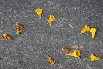 Scattered Yellow Flowers on Dark Grey Asphalt Surface