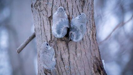 Siberian flying squirrel
