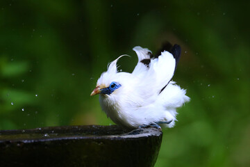 A stunning look at the critically endangered Bali Myna with its iconic blue mask