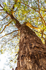 Low Angle View of Tall Tree Trunk with Sunlit Green Canopy