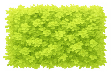 Green hedge with vibrant lime leaves, lush foliage creating a natural garden wall, isolated on transparent background