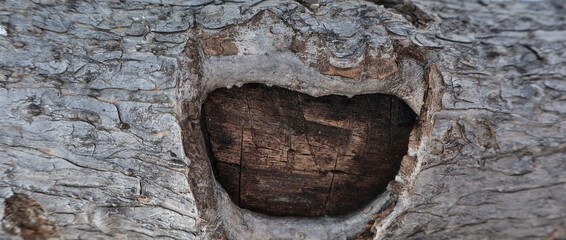 Macro View of a Heart-Shaped Natural Scar on a Weathered Tree Trunk