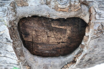 Macro View of a Natural Scar on a Weathered Tree Trunk