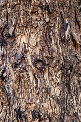 Tree bark texture background for wallpaper with seamless pattern