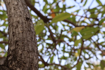 Low Angle View of Textured Tree Trunk with Blurred Green Foliage Background