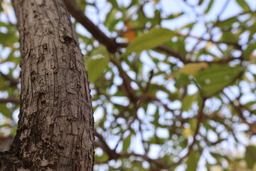 Low Angle View of Textured Tree Trunk with Blurred Green Foliage Background