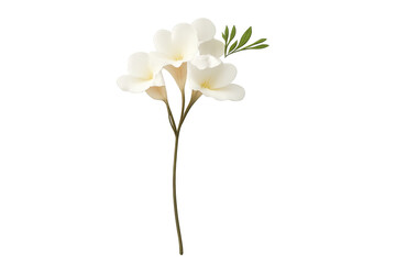 White plumeria flowers blooming with green leaves, depicting tropical nature, beauty, freshness, and purity on transparent background