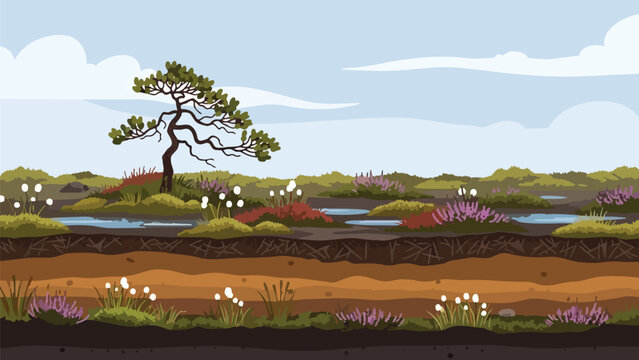 Stylized cross-section of a vibrant peatland ecosystem with pine, heather, cotton grass, and distinct soil layers