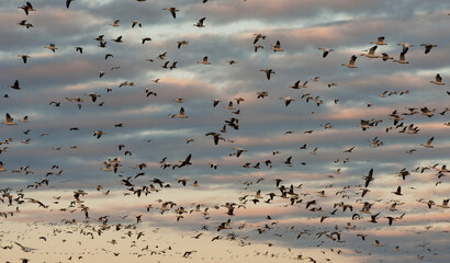 flock of white snow geese