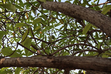 Low Angle View of a Green Fruit Hanging from Tree Branches Against a Bright Sky