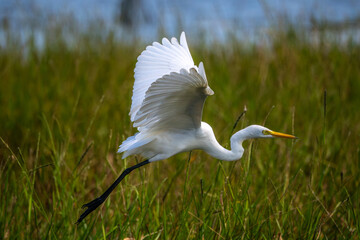 A long-necked white bird is flying low to the ground.