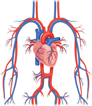 A detailed vector illustration of the human circulatory system, highlighting internal human organs, including the heart and blood vessels. Perfect for medical presentations, educational