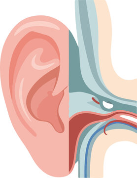 A detailed vector illustration of internal human organs, specifically the ear's anatomy with visible internal structures. Perfect for medical presentations, educational materials, and