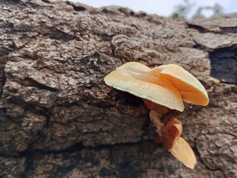 The mushroom seen in the picture is an edible wild mushroom, known locally in some areas as the&nbsp;lot mushroom&nbsp;or a type of&nbsp;Lentinus.
