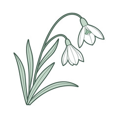 Lily of the Valley vector