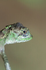 Fototapeta premium キノボリトカゲ