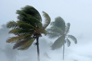 STORM POWER NATURE FORCE RESILIENT TROPICAL WEATHER IMPACT. Palm trees bending under fierce winds and rain, symbolizing the raw, unyielding power of nature and the strength found in flexibility.