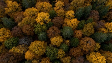 Aerial view of autumn forest with vibrant yellow and orange foliage