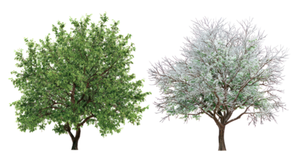 Two same acacia trees side by side one representing summer one winter on transparent background