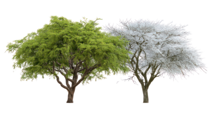 Two same acacia trees side by side one representing summer one winter on transparent background