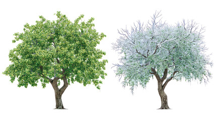 Obraz premium Two same ash trees side by side one representing summer with green leaves on transparent background